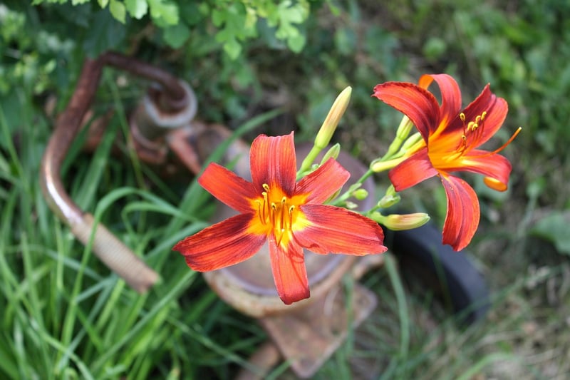 Botanical Wonderland